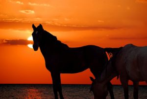 Wild Horses in Currituck County NC - Lawyers Near Me Carolla, North Carolina - OBX attorney